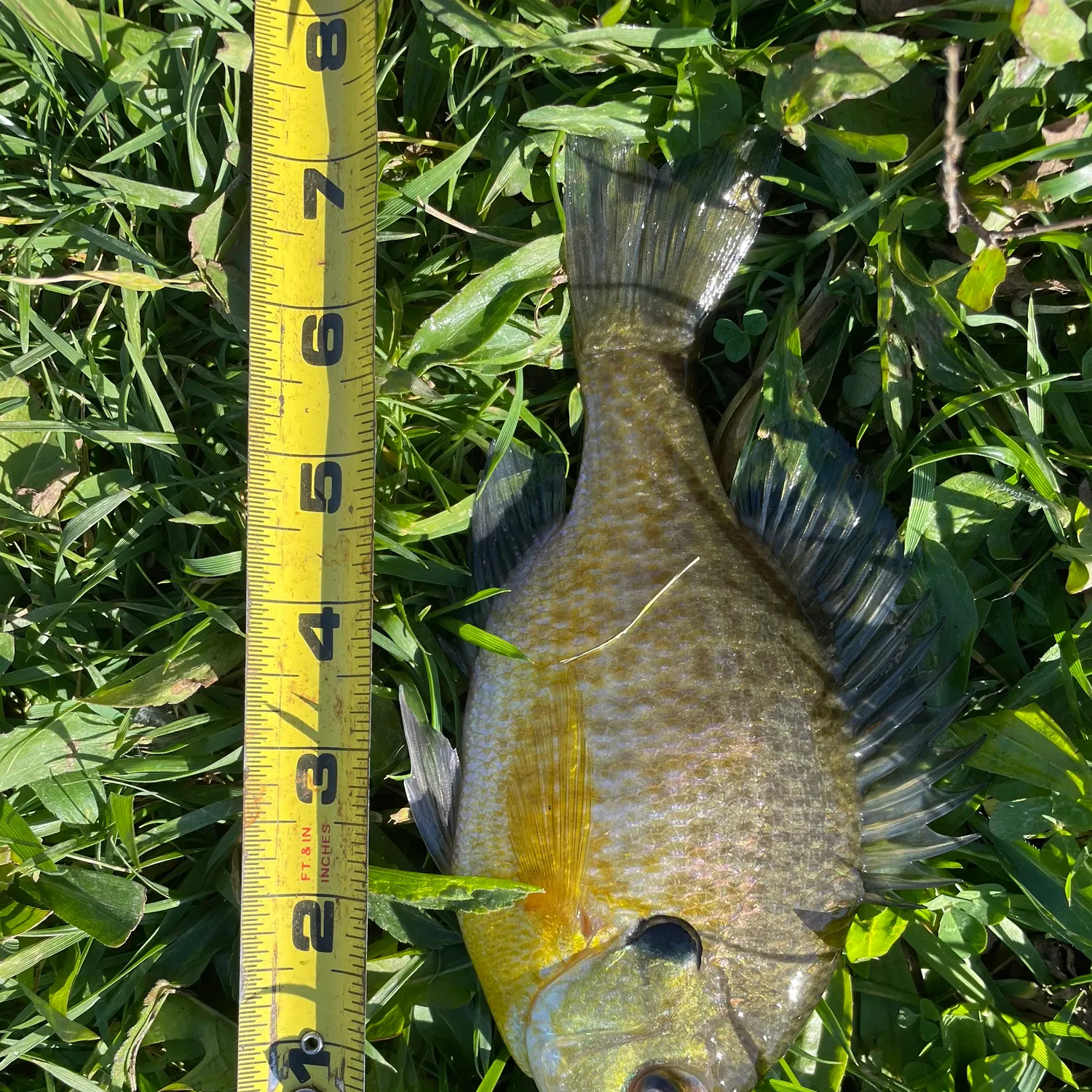 Bluegill caught on Fishbrain