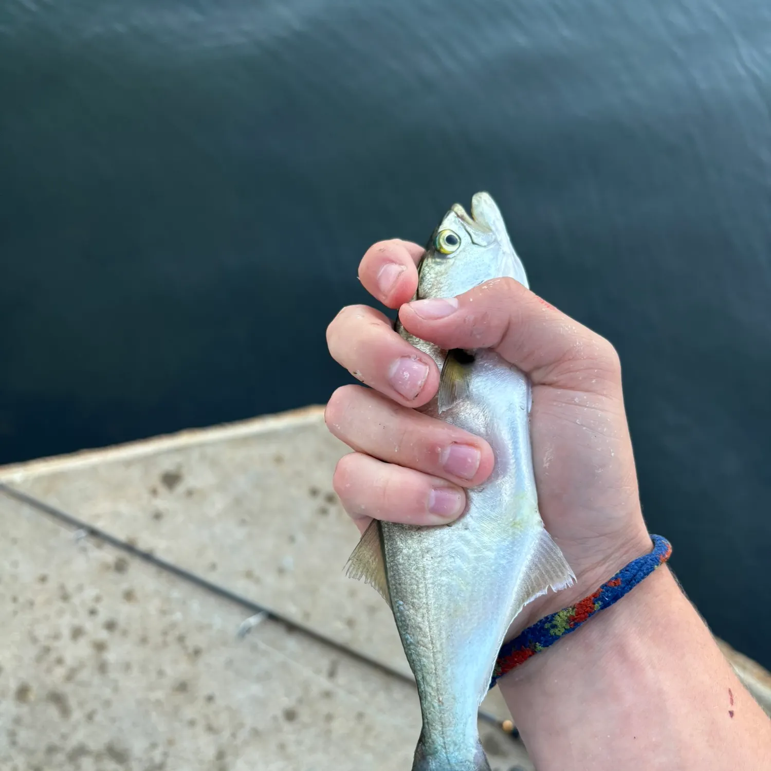 Bluefish caught on Fishbrain