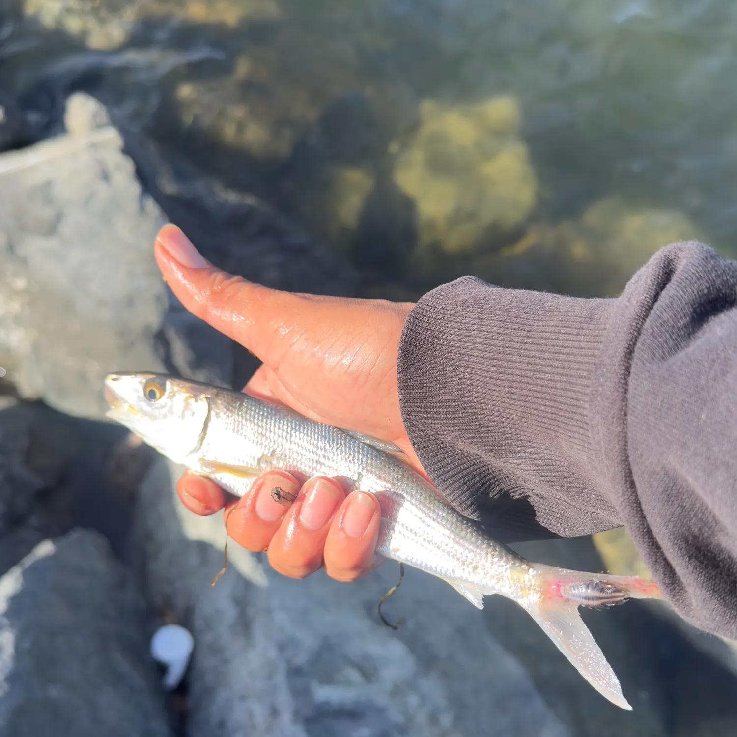West Atlantic bonefish caught on Fishbrain