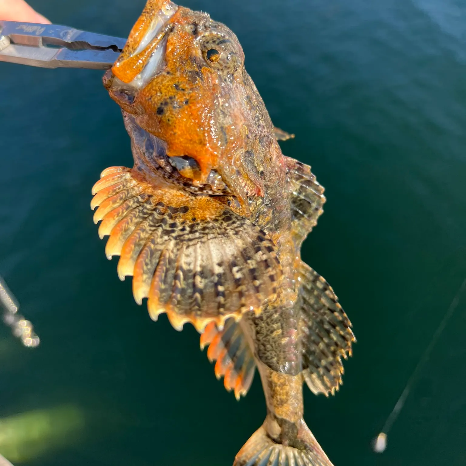 The most recent Spinyhead sculpin catches on Fishbrain