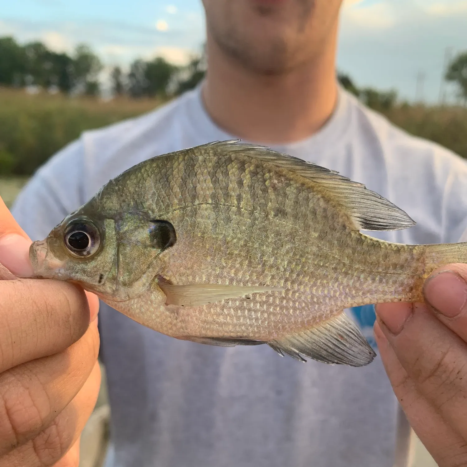 Bluegill caught on Fishbrain