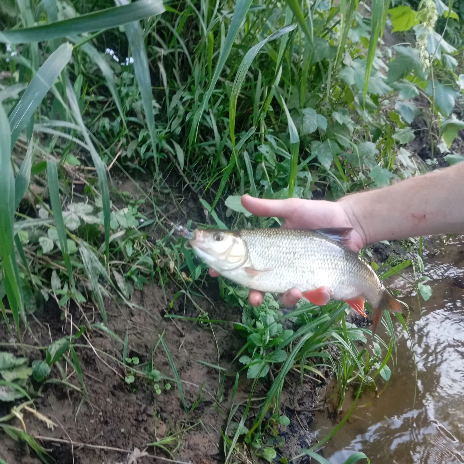 Common roach caught on Fishbrain