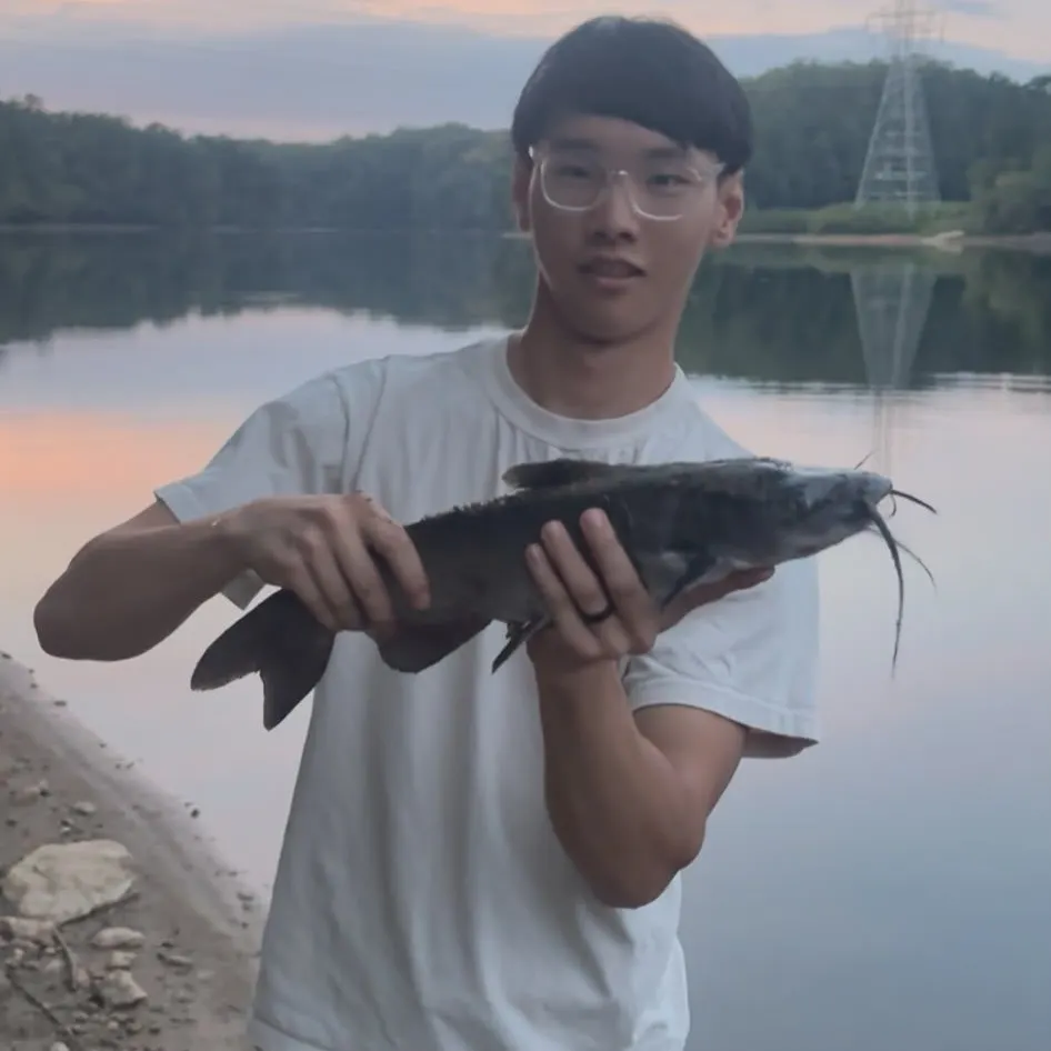 Channel catfish caught on Fishbrain