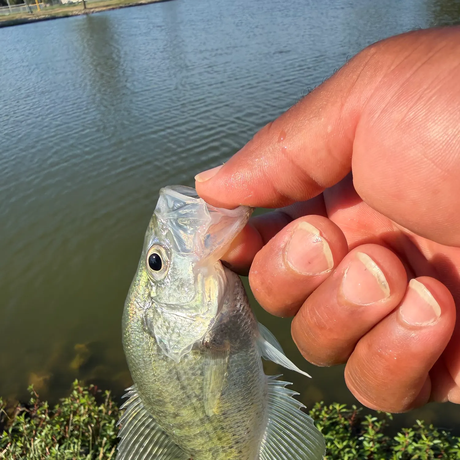 White crappie caught on Fishbrain