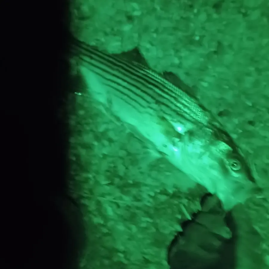 Striped bass caught on Fishbrain