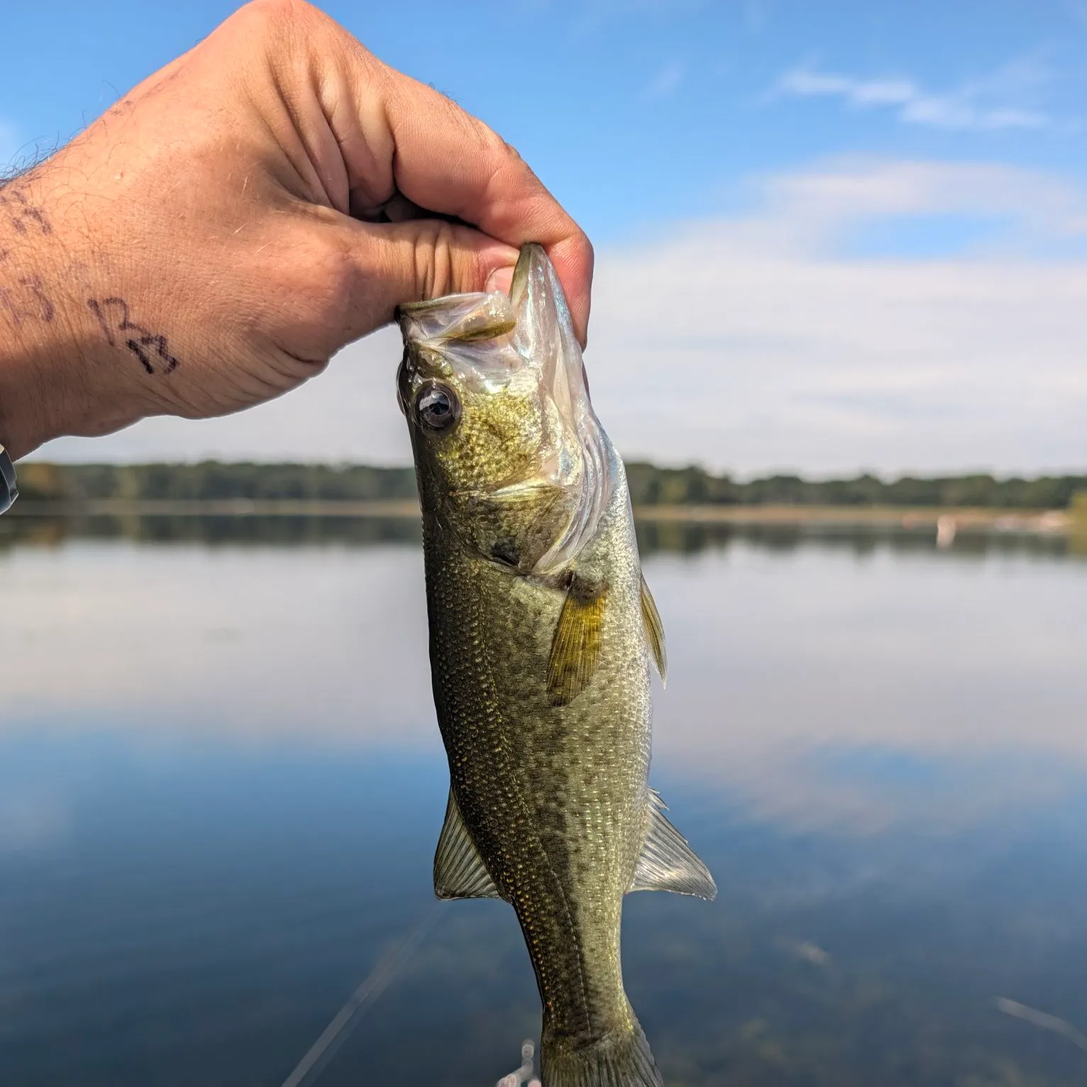 Largemouth bass caught on Fishbrain