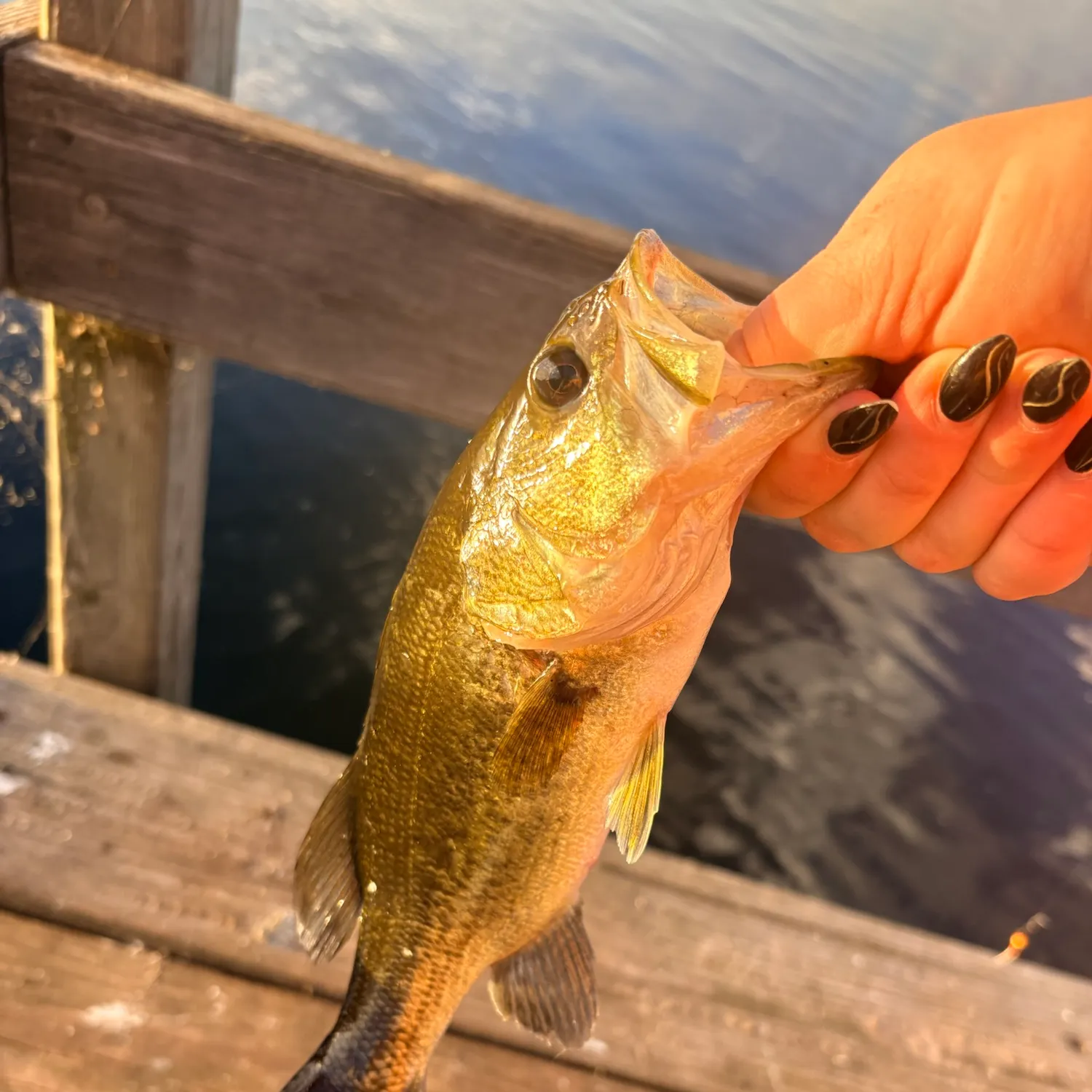 Fish caught on Fishbrain