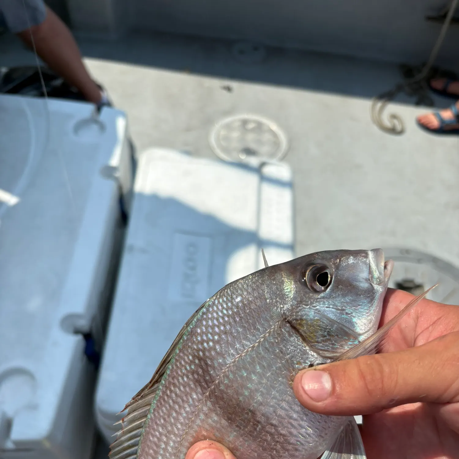 catch