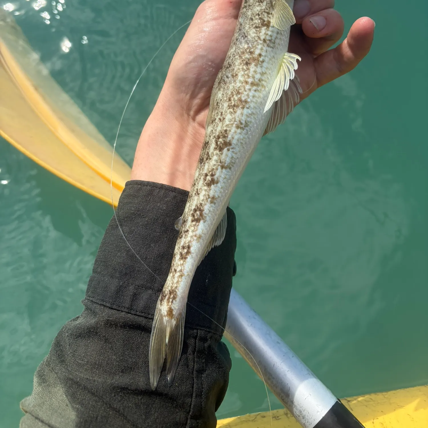 The most recent Inshore lizardfish catches on Fishbrain