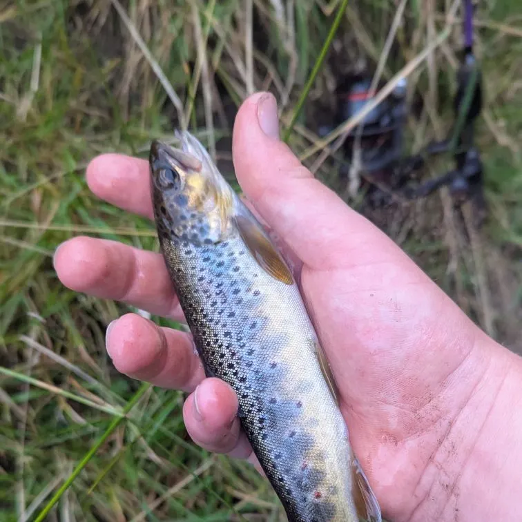 Brown trout caught on Fishbrain