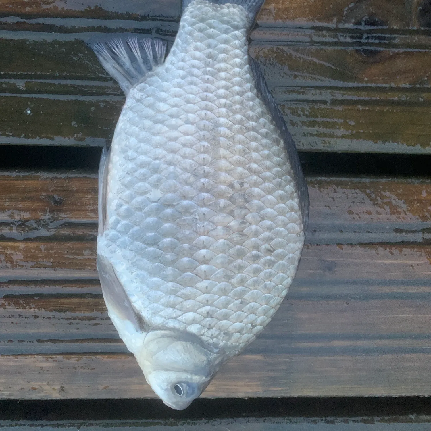 The most recent Crucian carp catches on Fishbrain