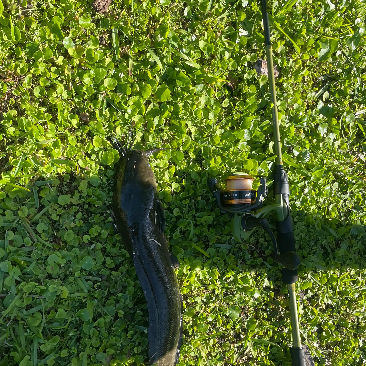The most recent North African catfish catches on Fishbrain