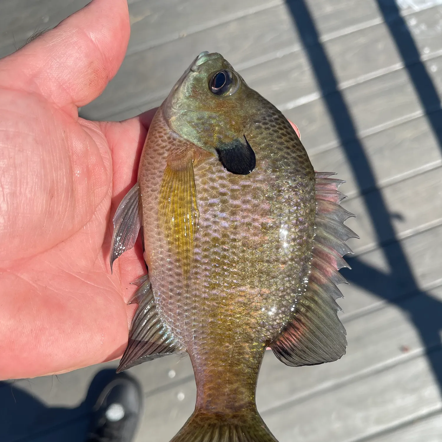 Bluegill caught on Fishbrain