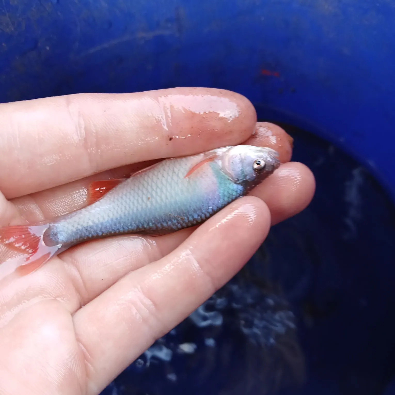 The most recent Red shiner catches on Fishbrain