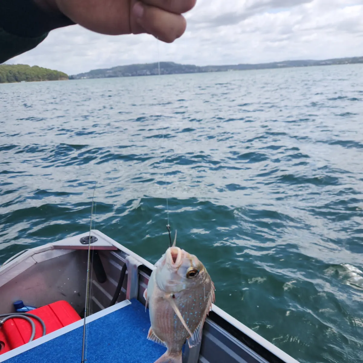 The most recent Australasian snapper catches on Fishbrain