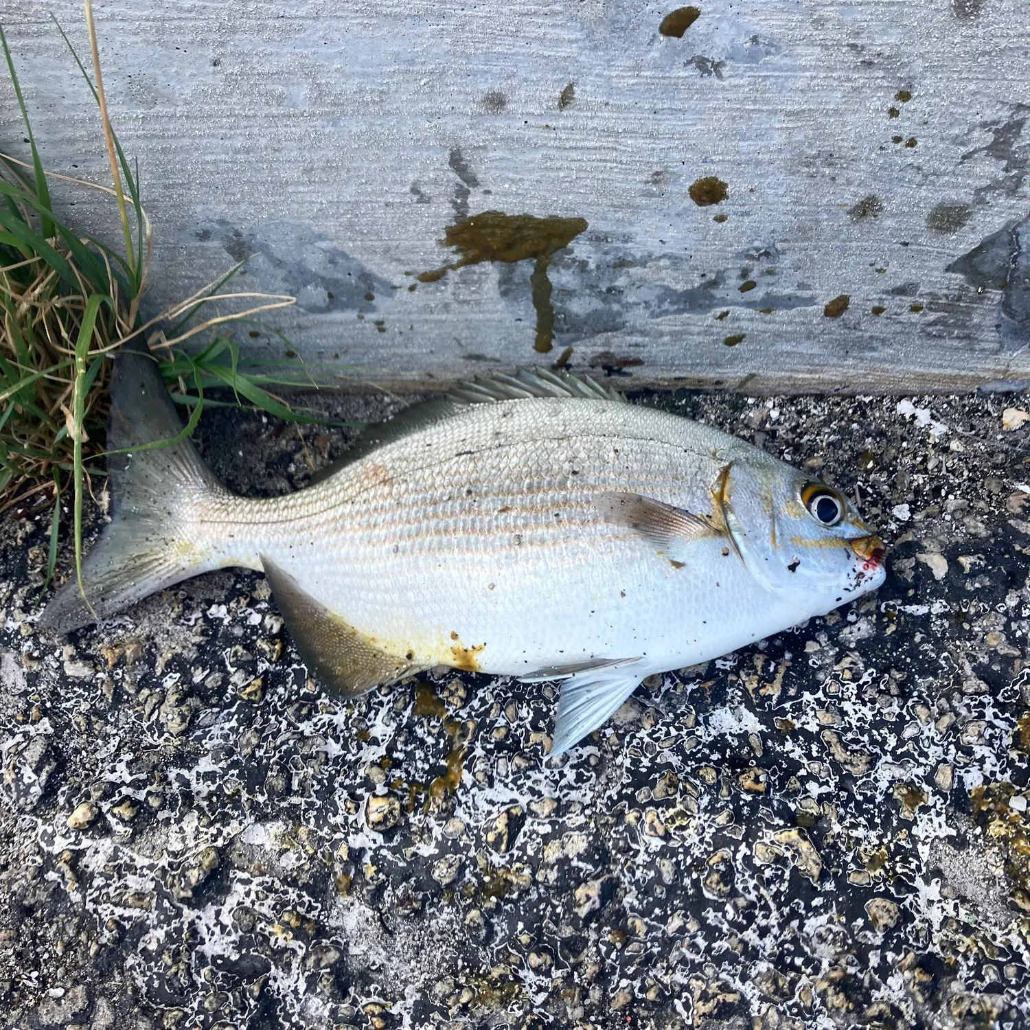 The most recent Bermuda sea chub catches on Fishbrain