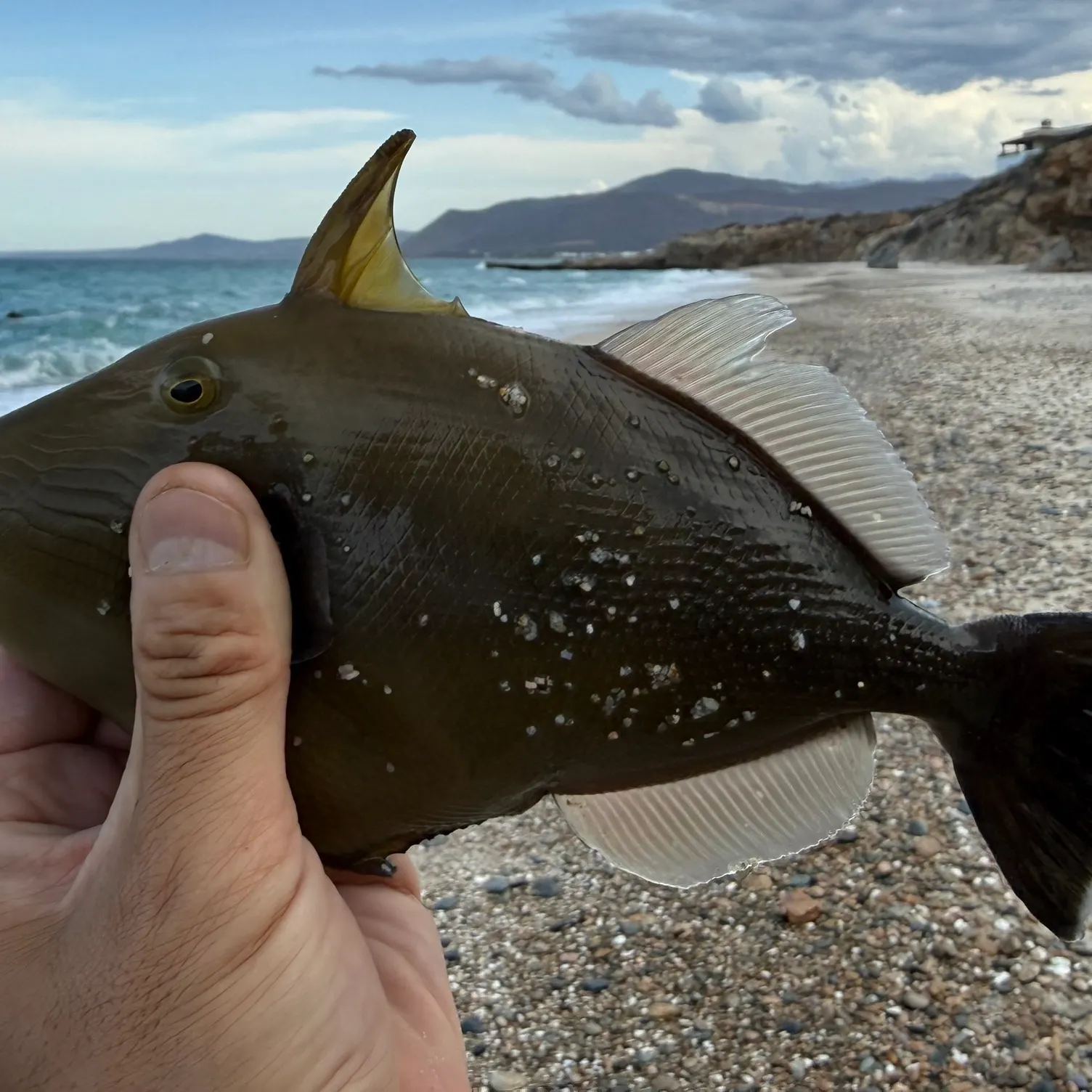 The most recent Orangeside triggerfish catches on Fishbrain
