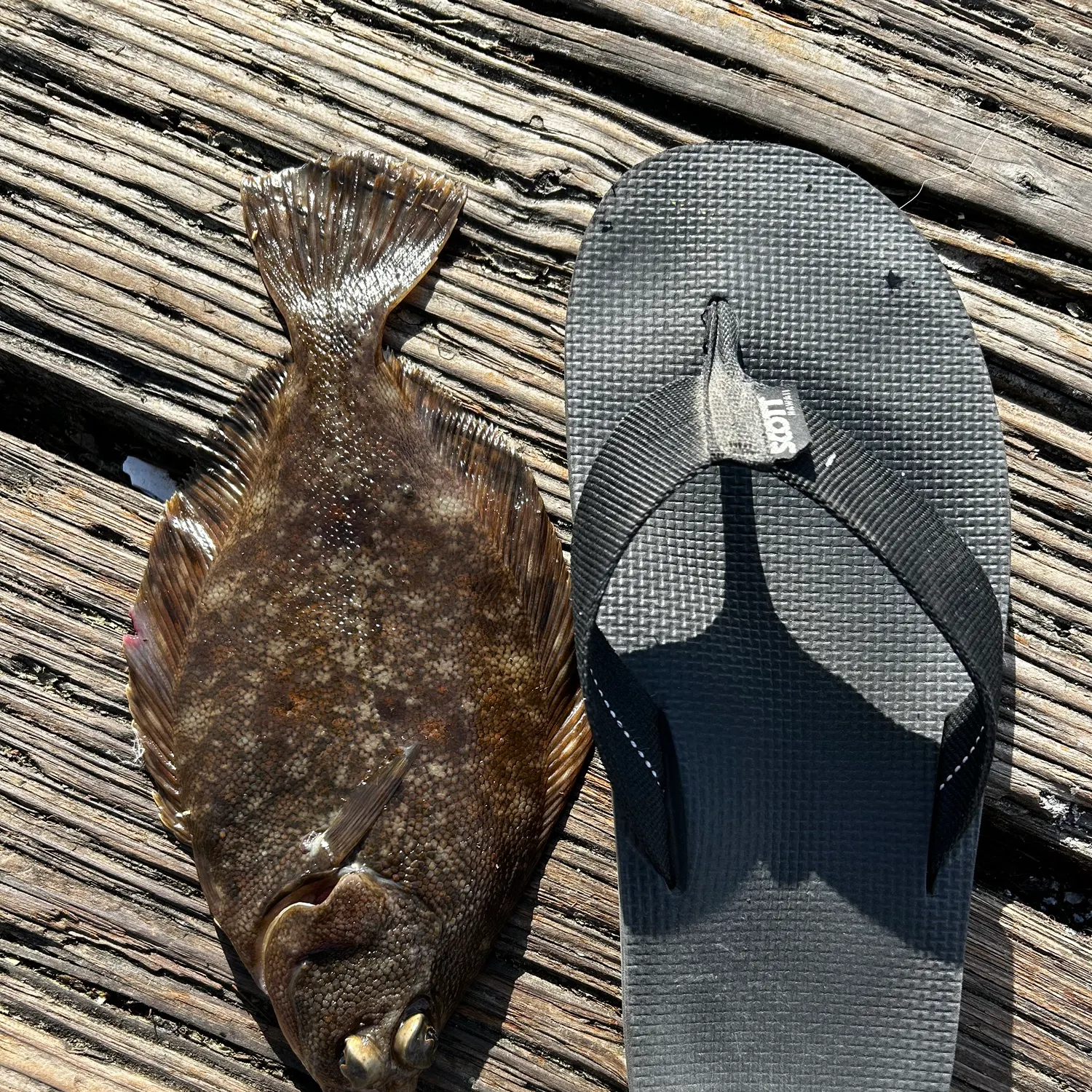 The most recent Stone Flounder catches on Fishbrain