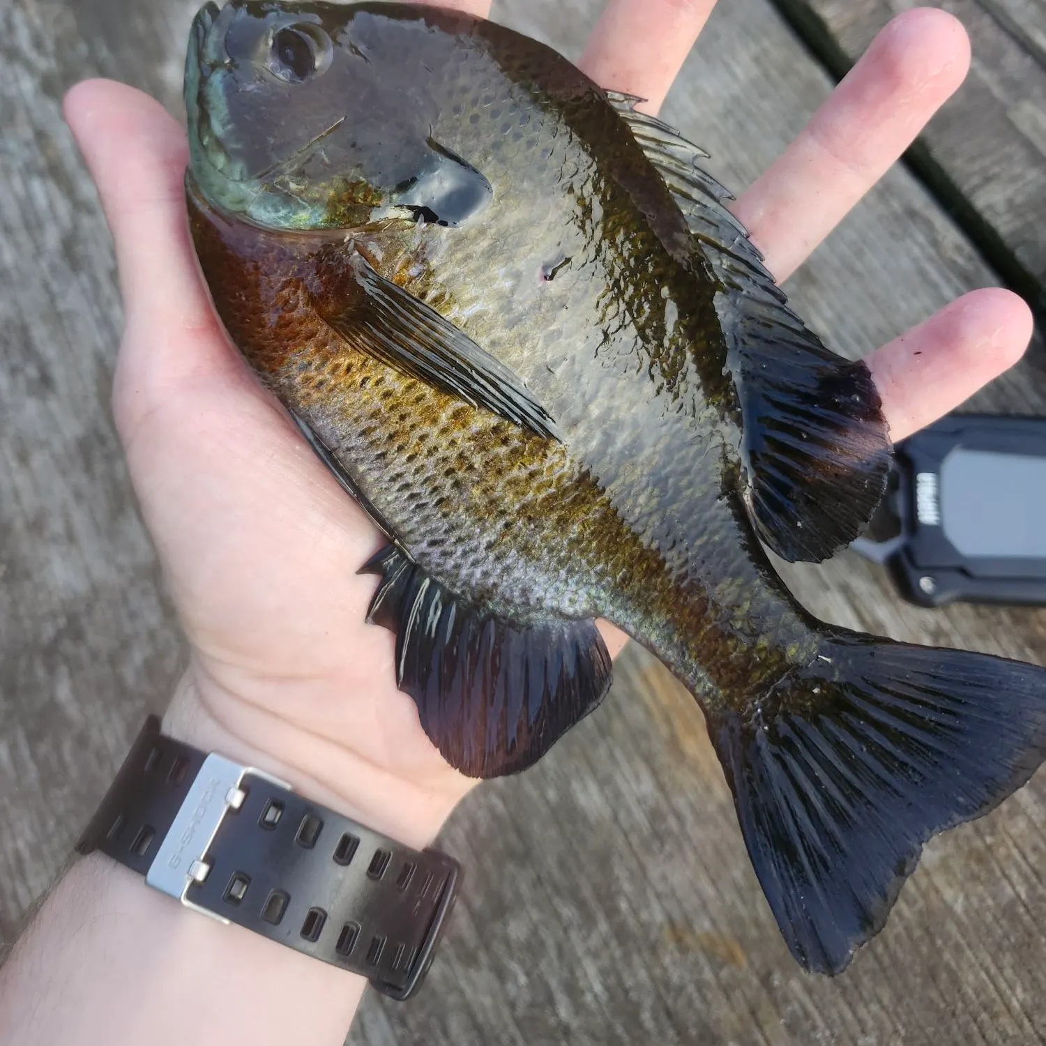 recently logged catches