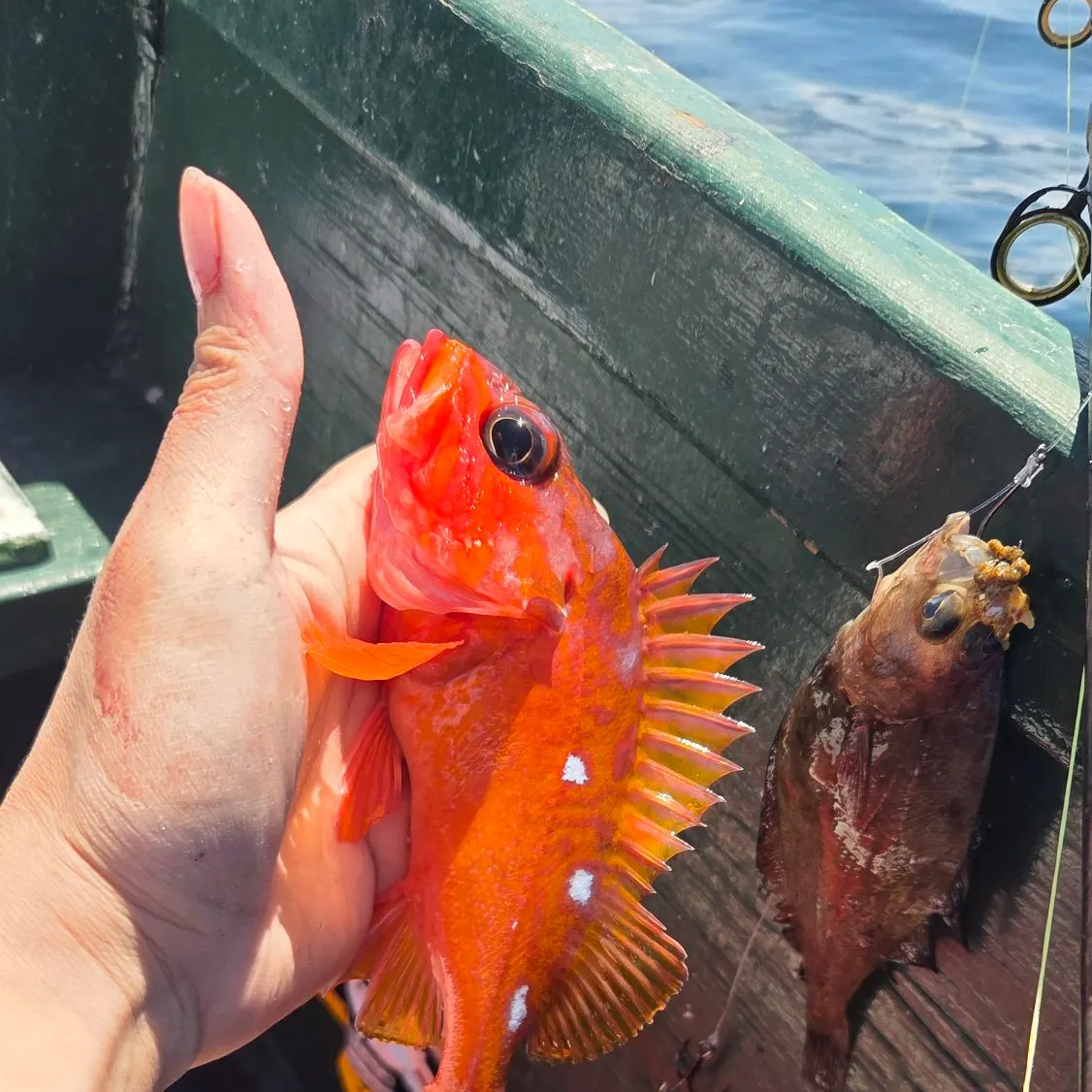 The most recent Rosy rockfish catches on Fishbrain