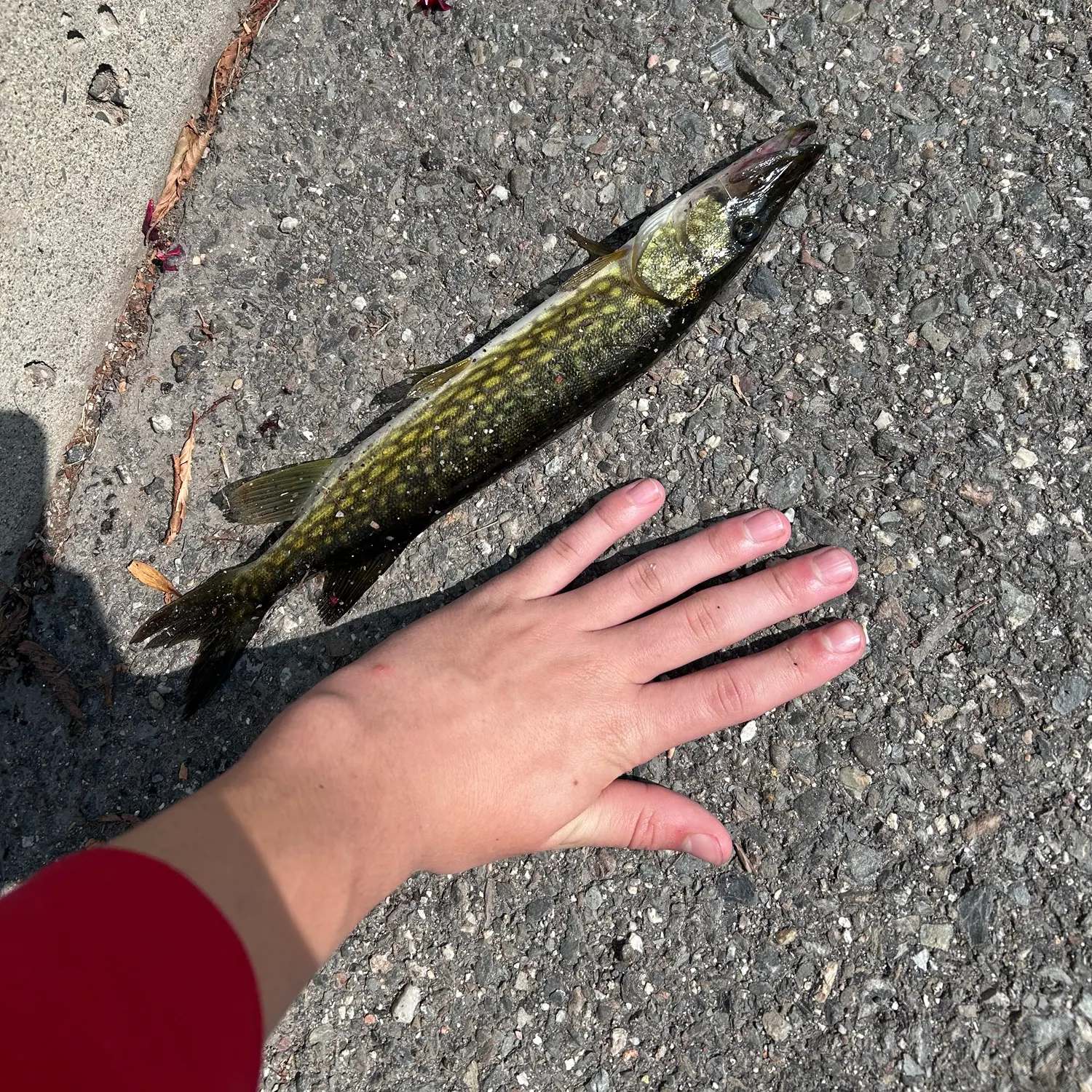 The most recent Chain pickerel catches on Fishbrain
