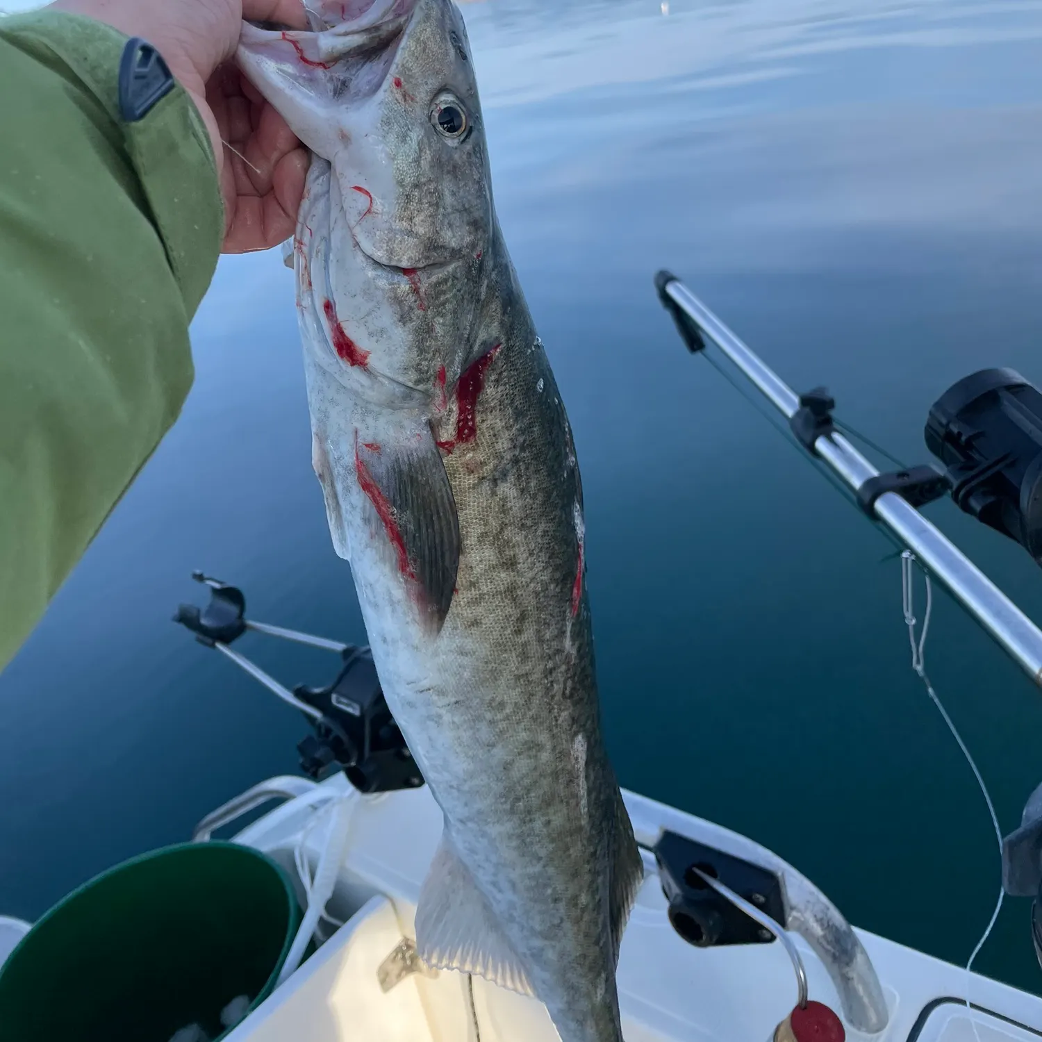 The most recent Sablefish catches on Fishbrain