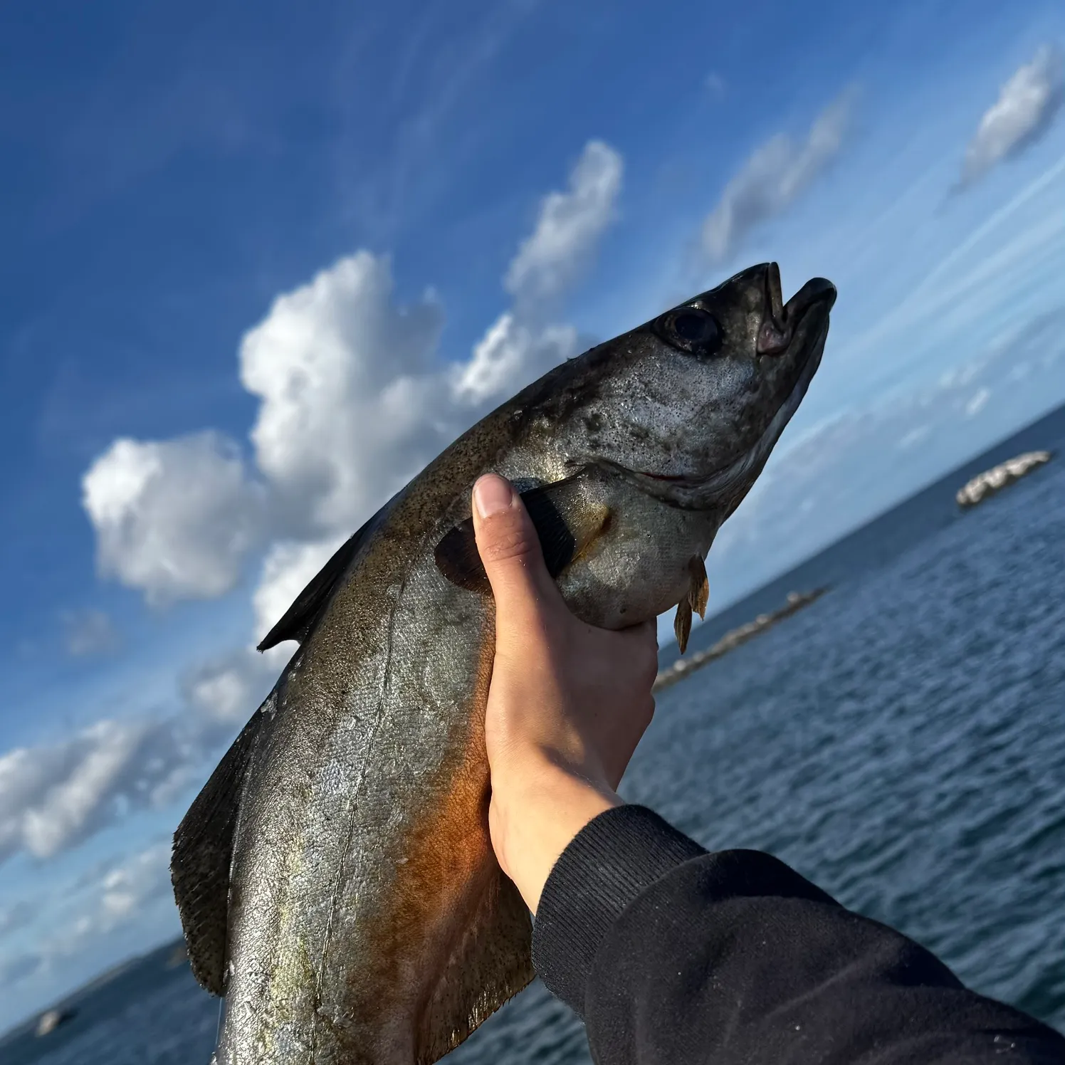 Pollack caught on Fishbrain