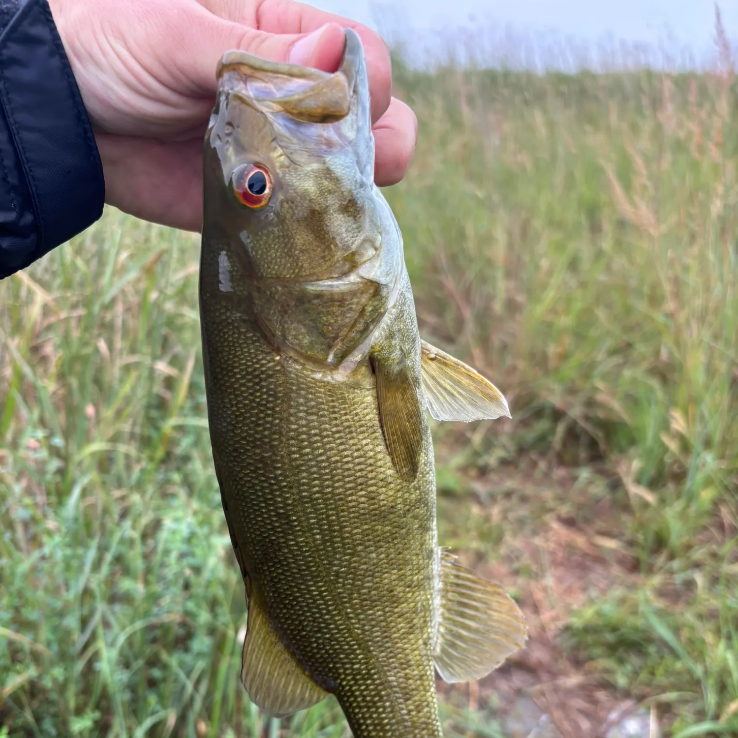 Smallmouth bass caught on Fishbrain