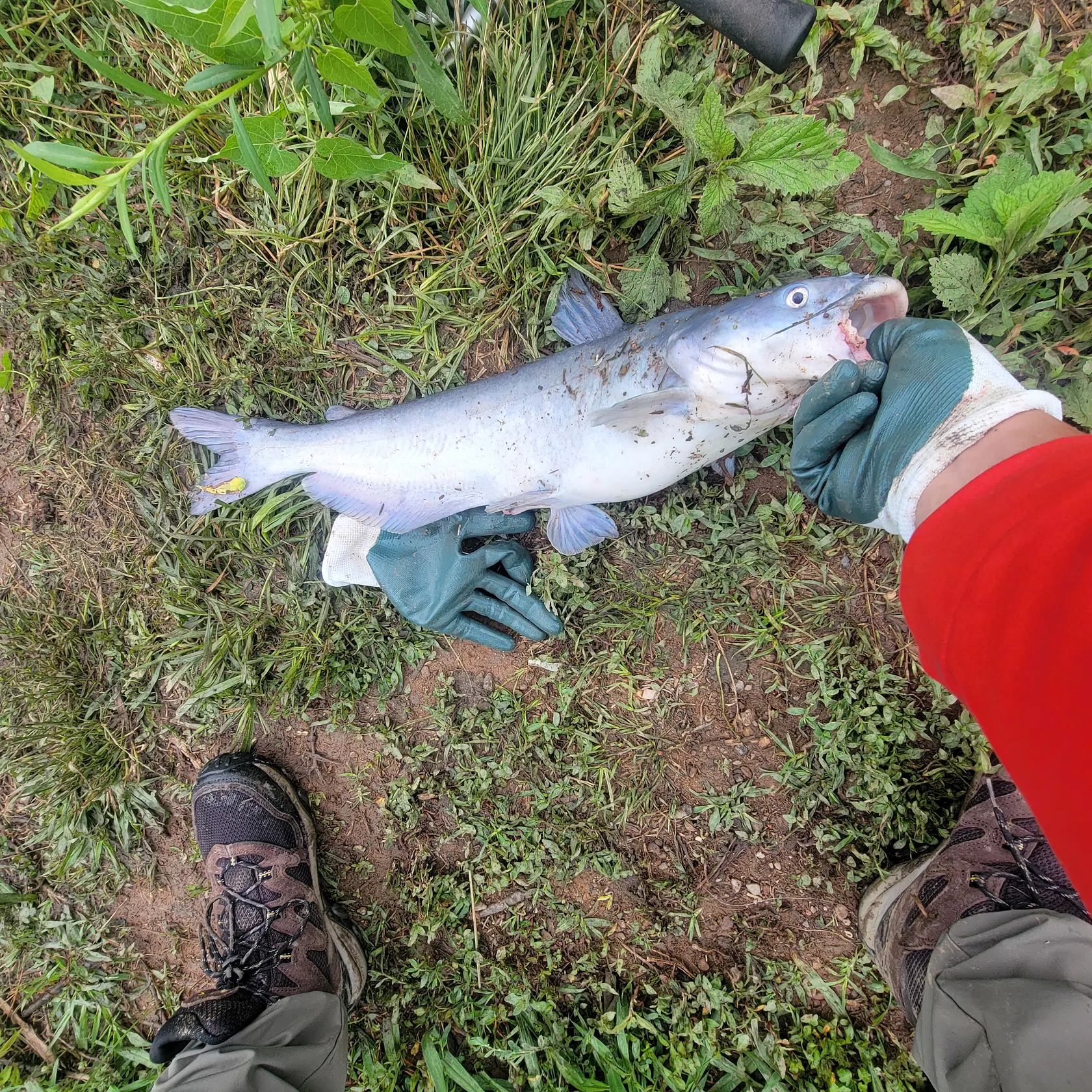 catch