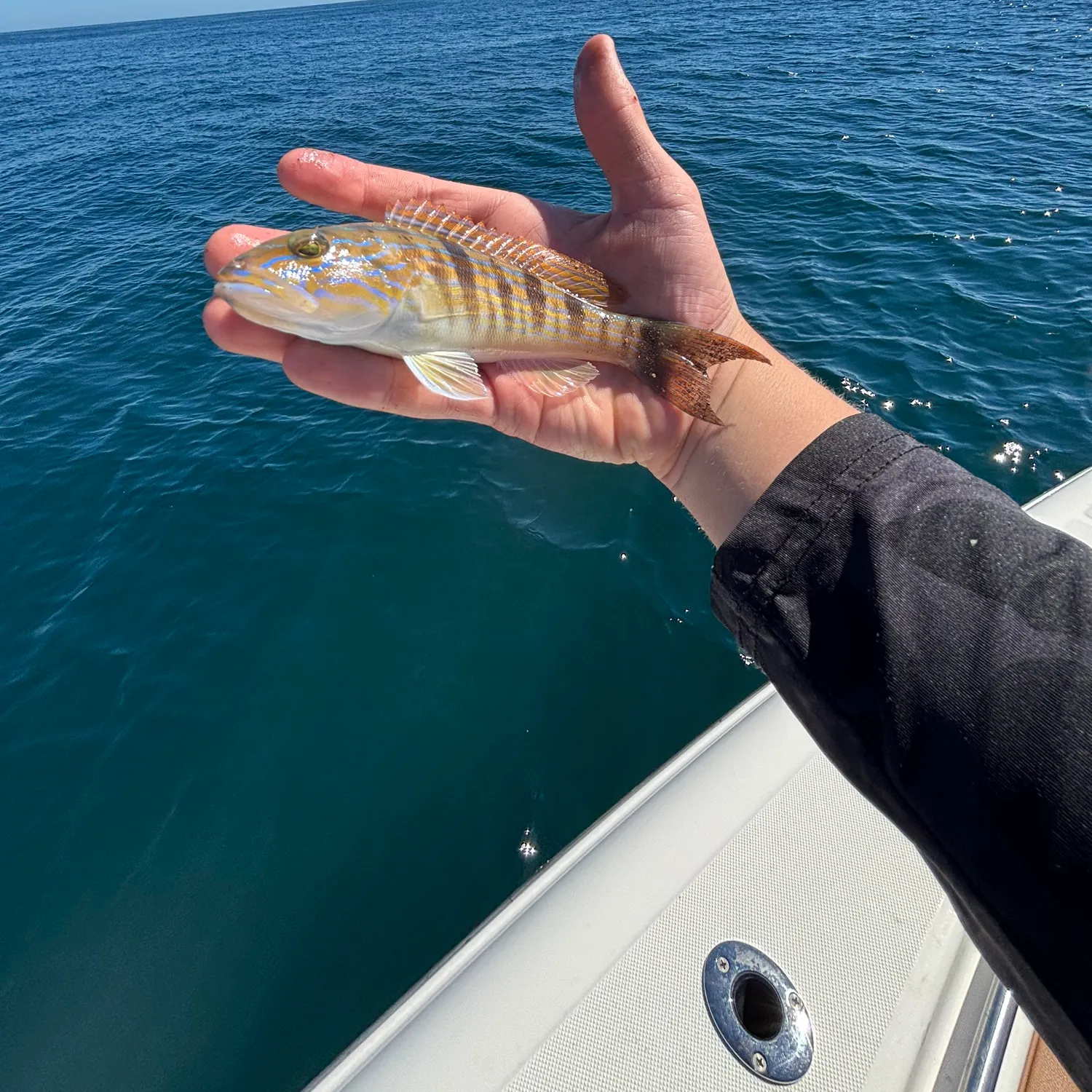 Sand perch caught on Fishbrain