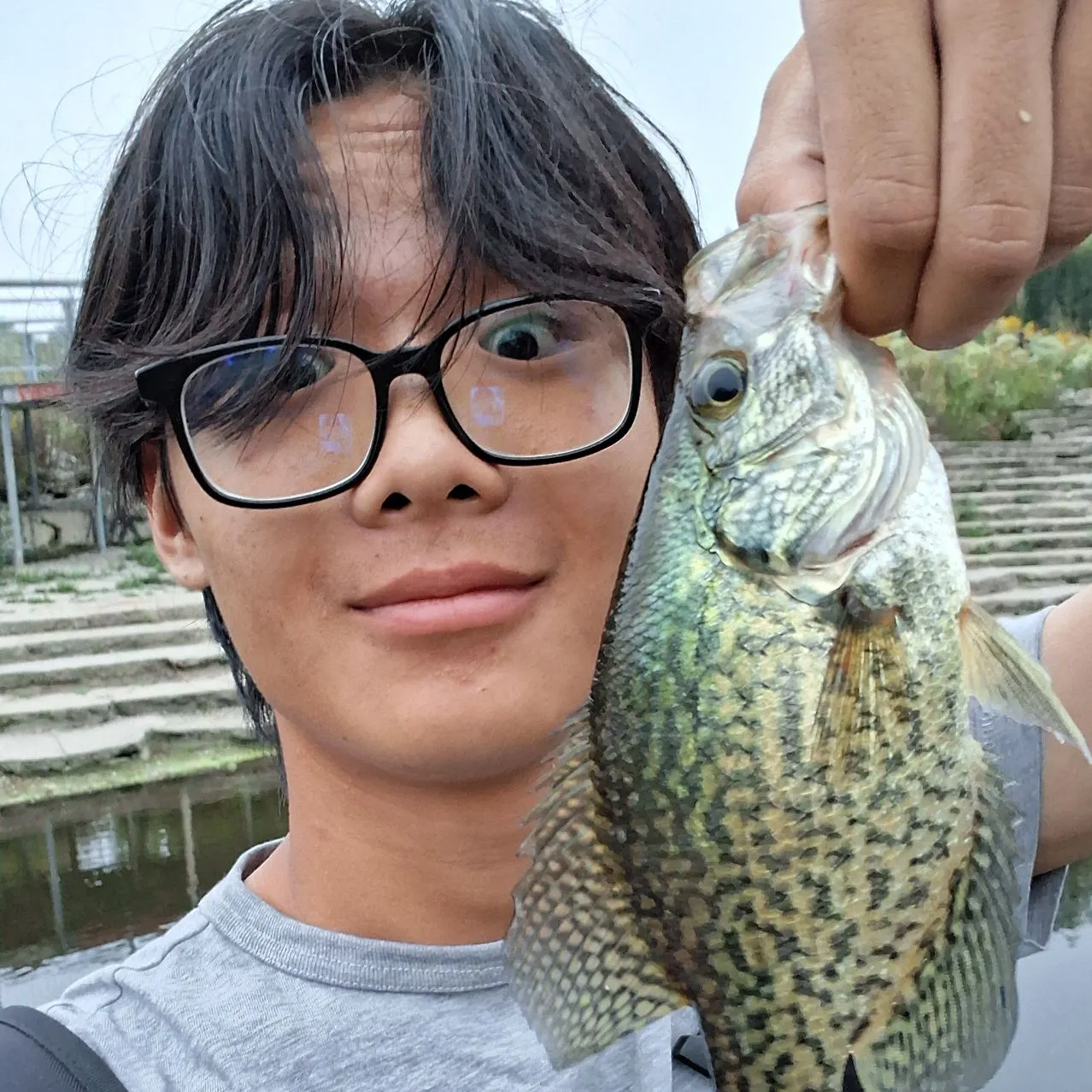 Black crappie caught on Fishbrain