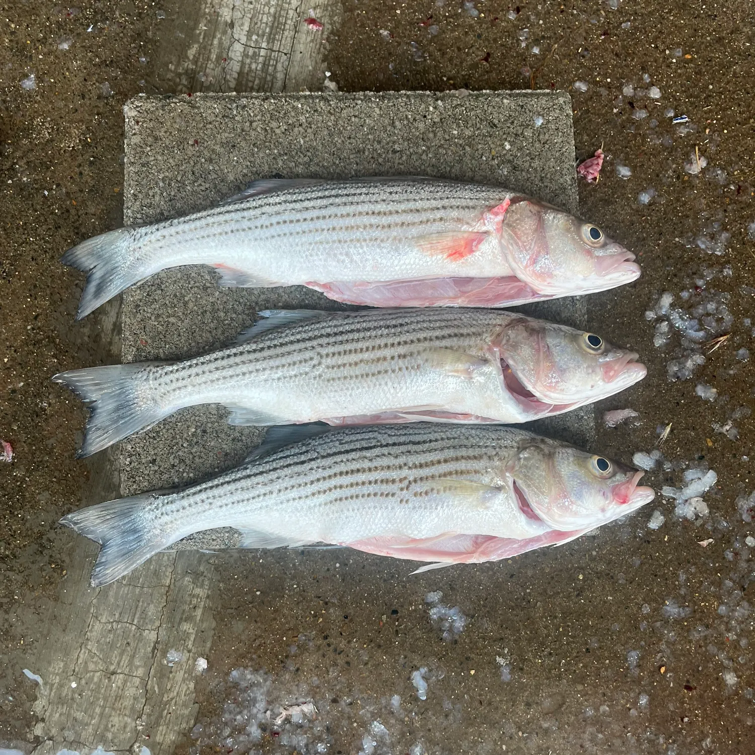 The most recent Striped bass catches on Fishbrain
