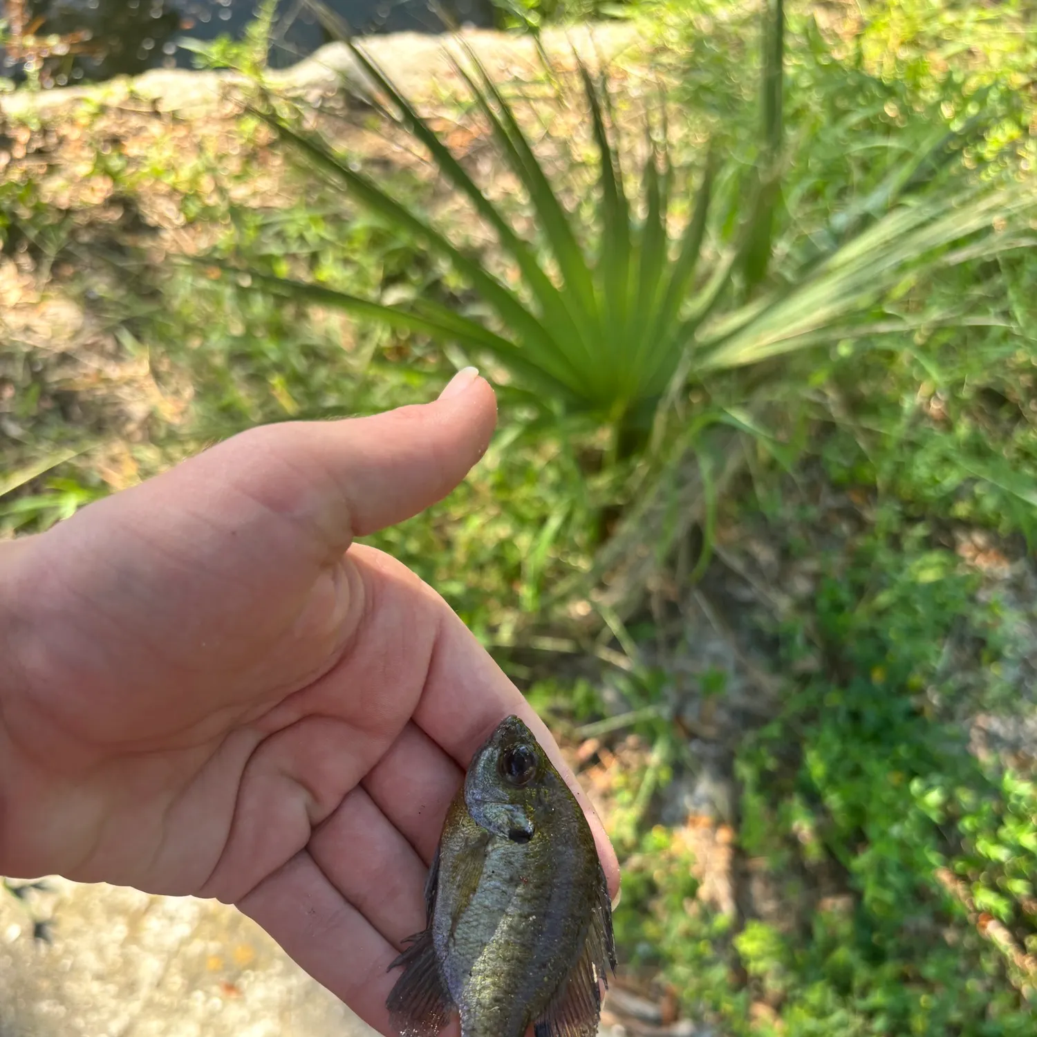 Spotted sunfish caught on Fishbrain