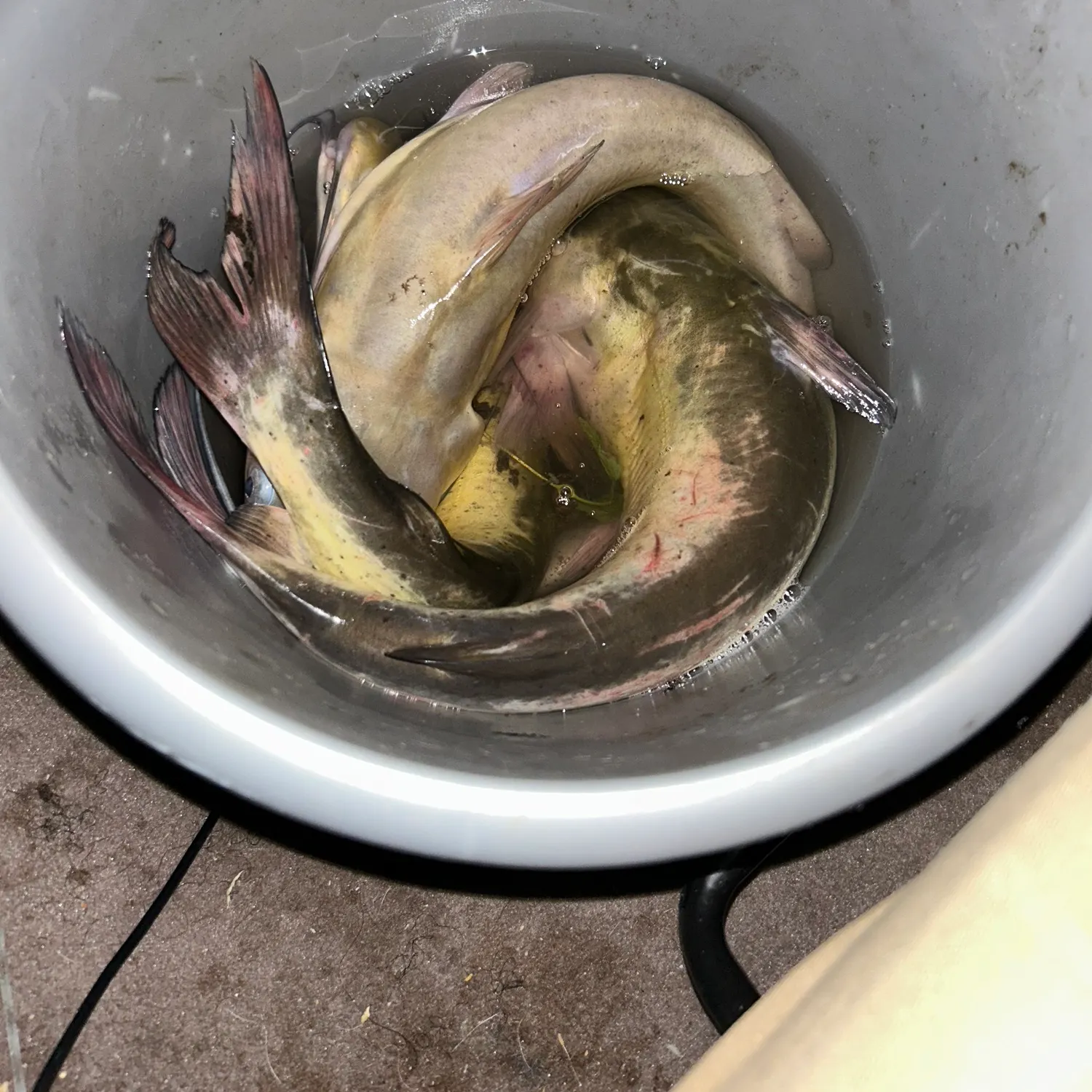 Channel catfish caught on Fishbrain