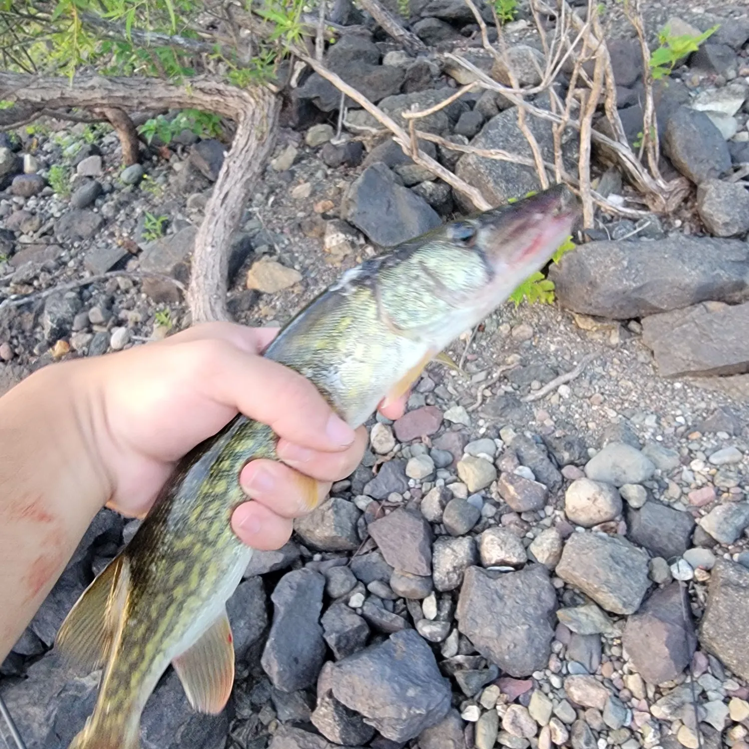 catch