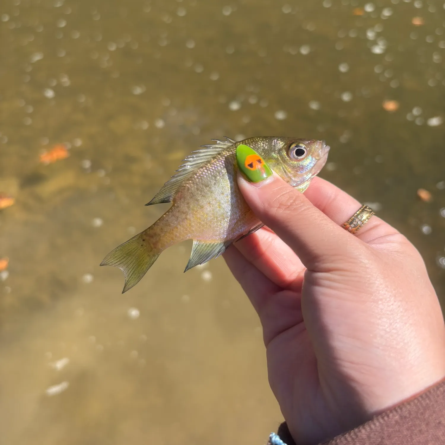 Redbreast sunfish caught on Fishbrain