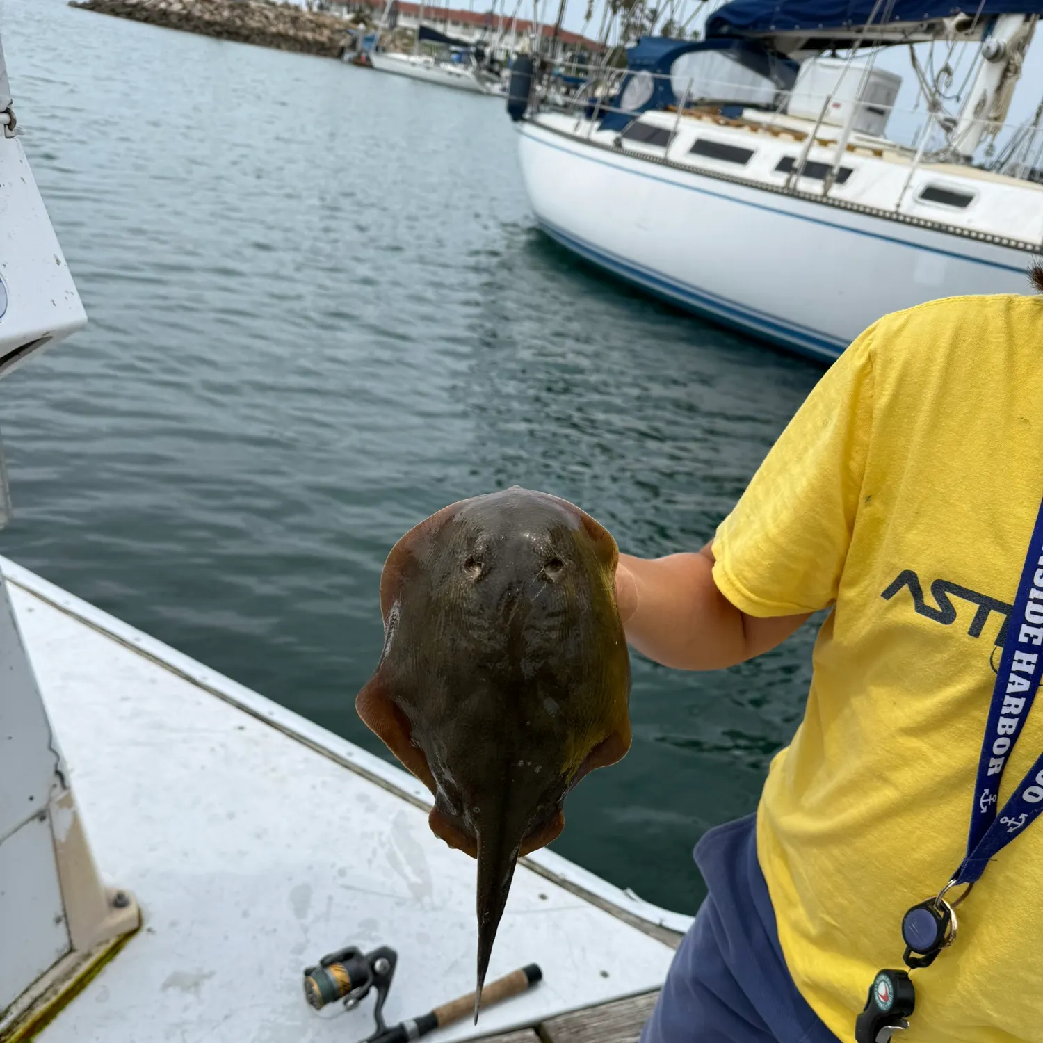 The most recent Haller's round ray catches on Fishbrain