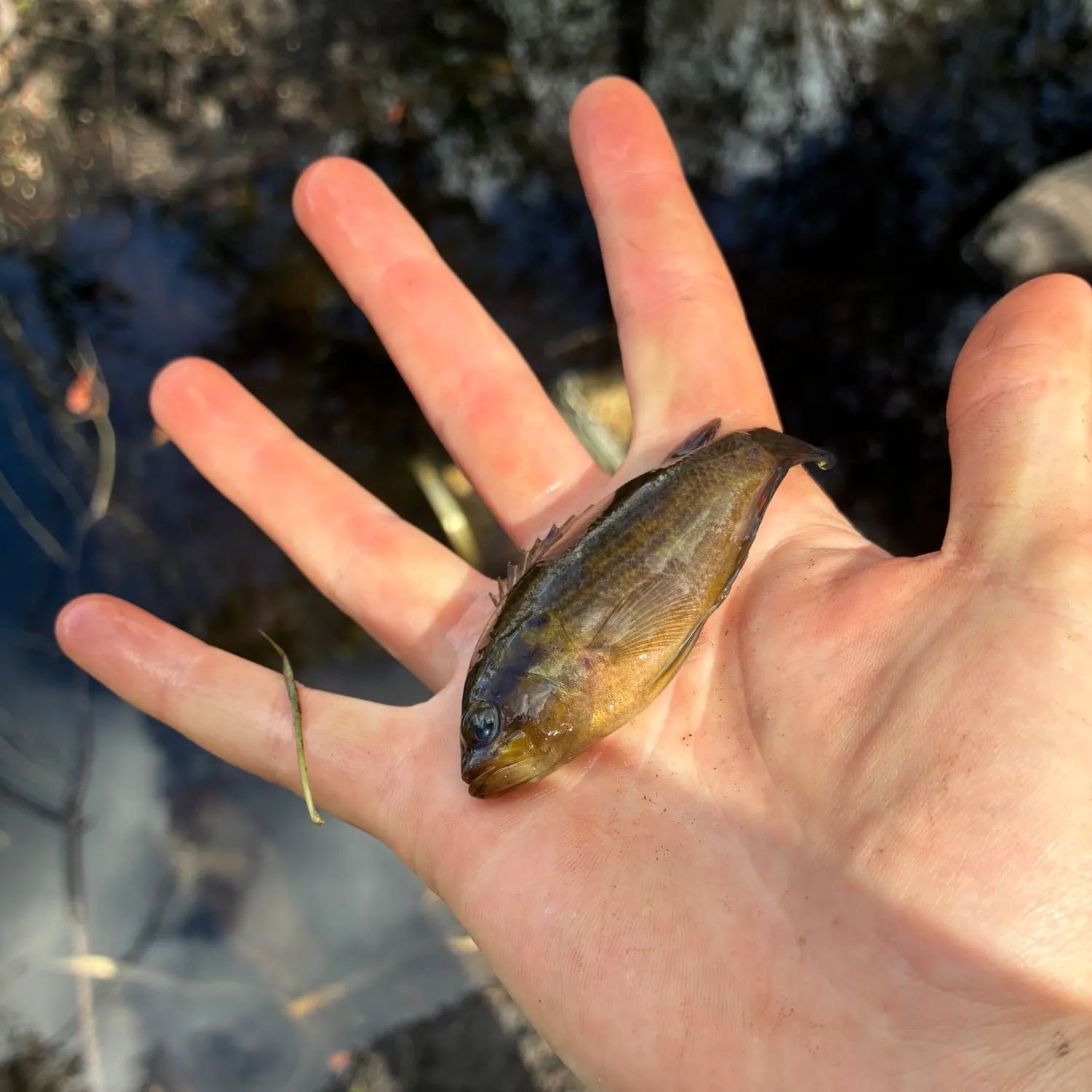 The most recent Mud sunfish catches on Fishbrain