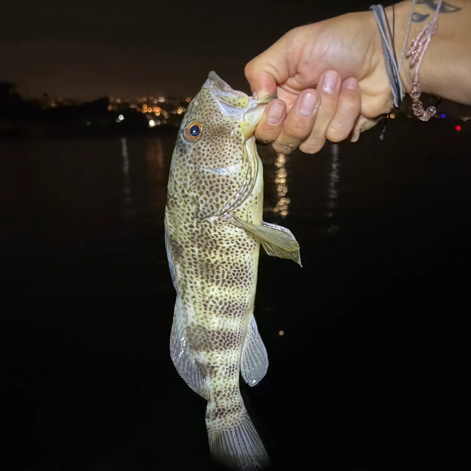 Spotted sand bass caught on Fishbrain