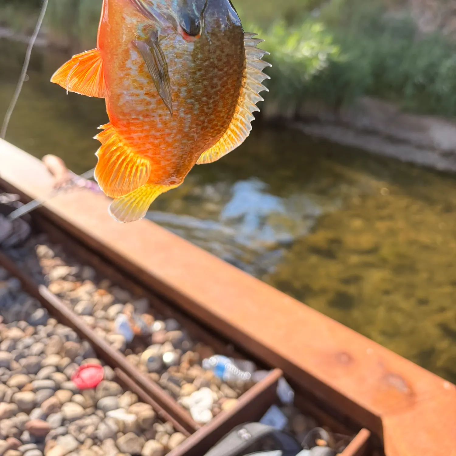 Bluegill caught on Fishbrain