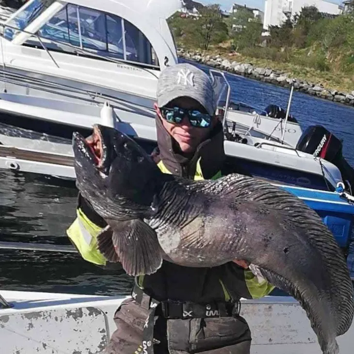 The most recent Atlantic wolffish catches on Fishbrain