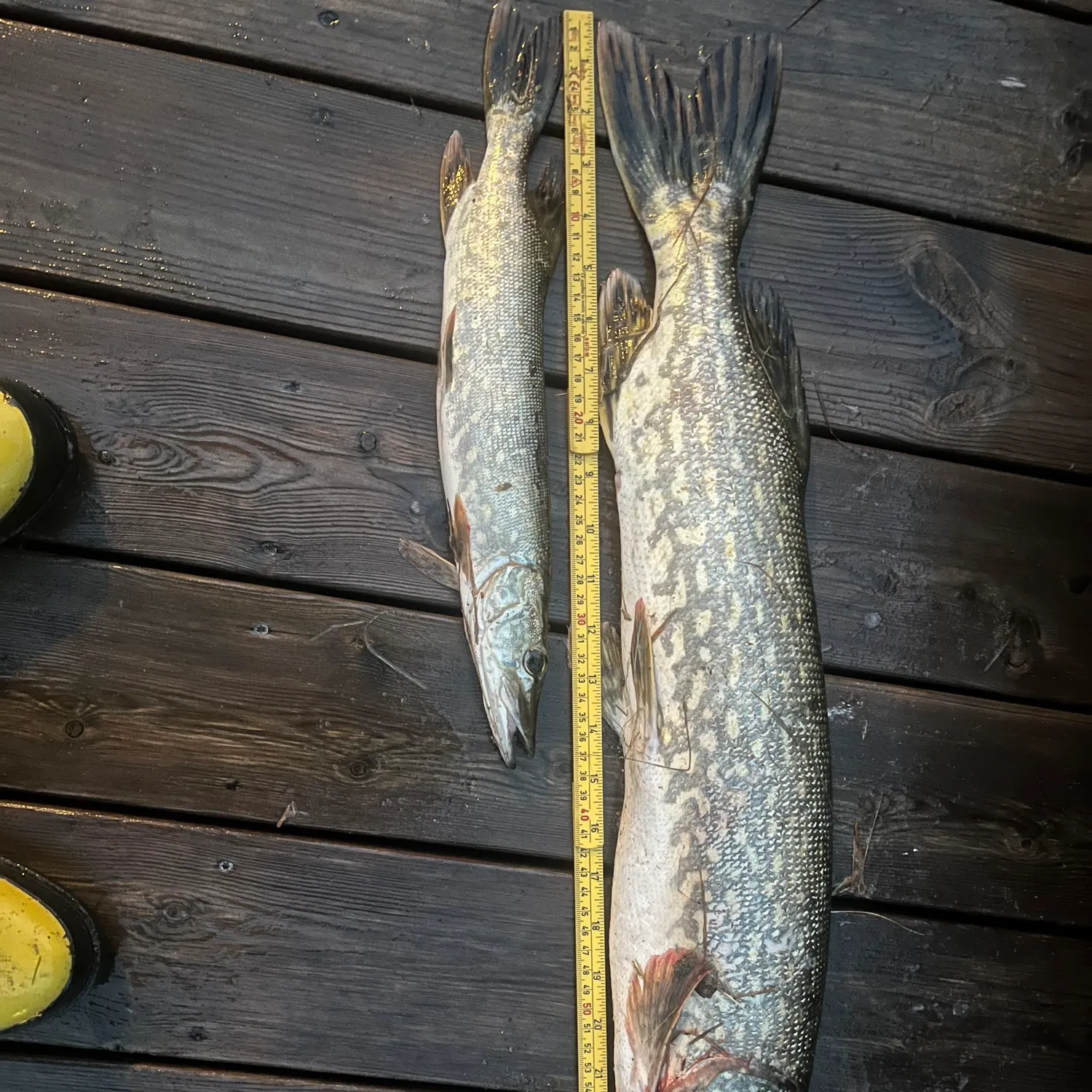 Northern pike caught on Fishbrain