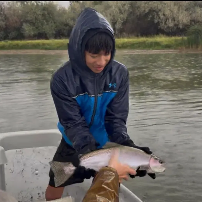 Rainbow trout caught on Fishbrain