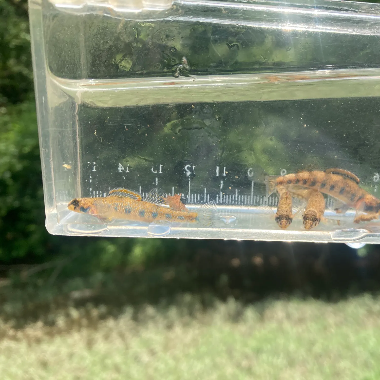 The most recent Rainbow darter catches on Fishbrain