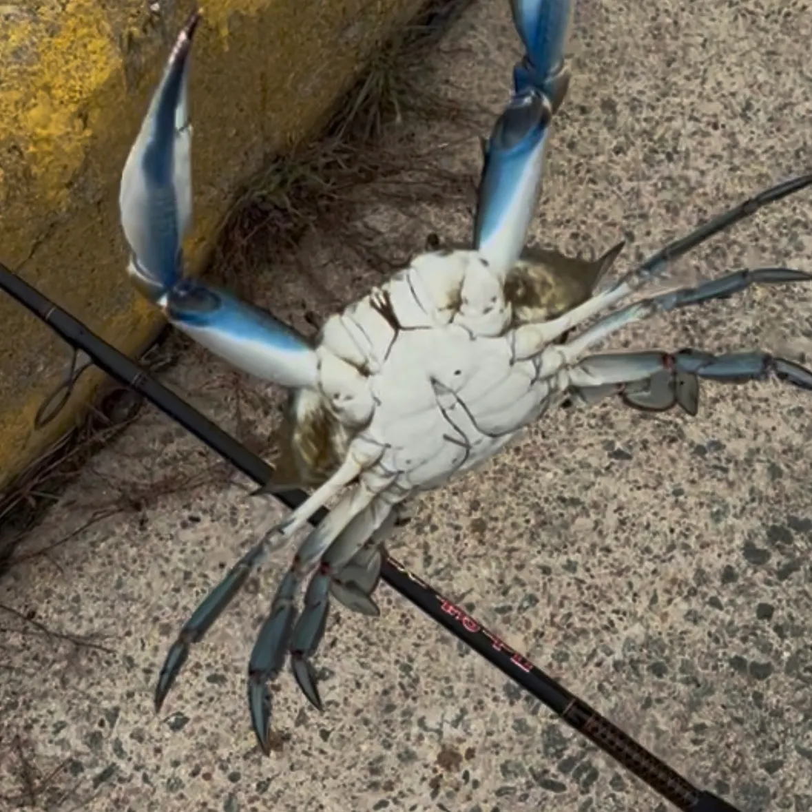 Blue crab caught on Fishbrain