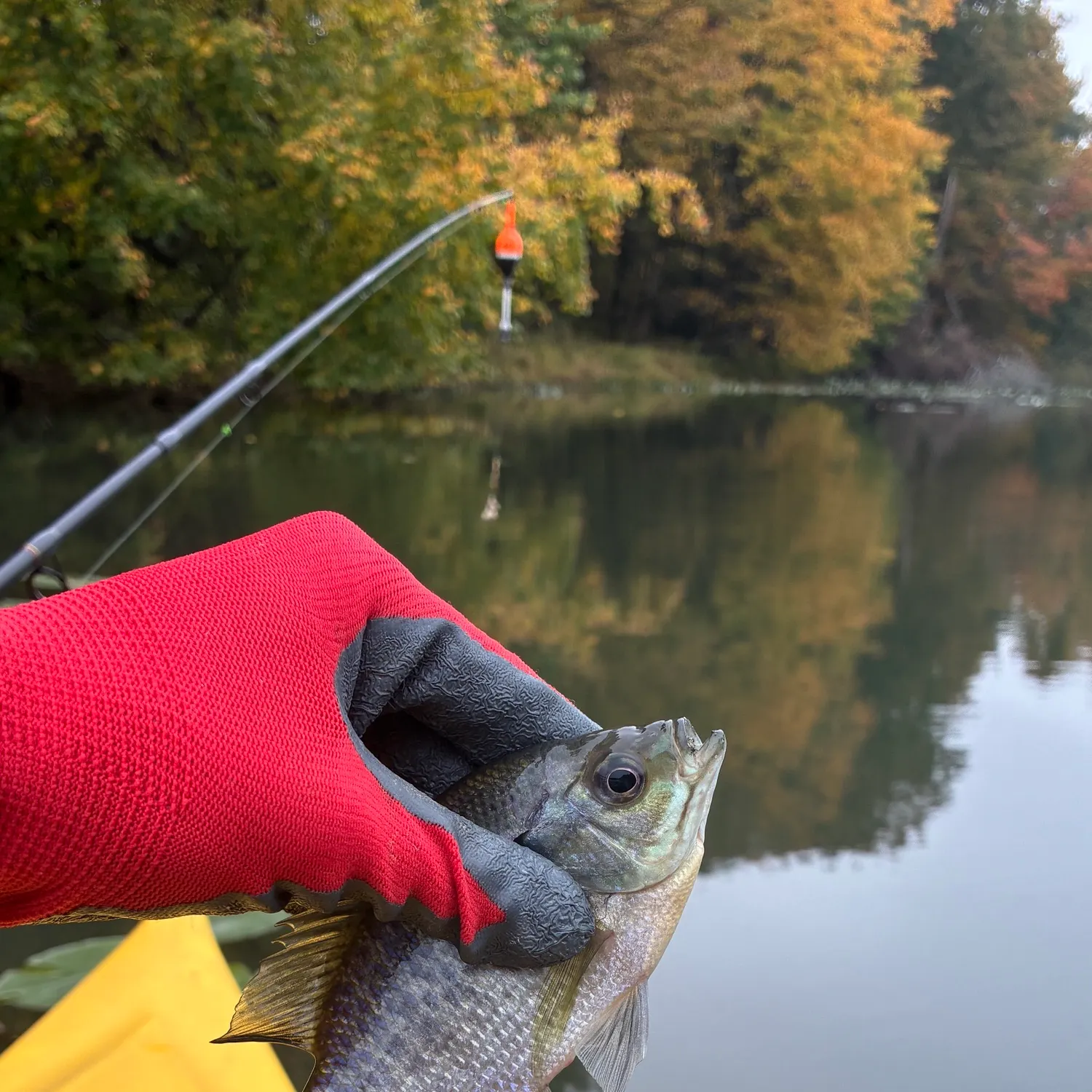 Bluegill caught on Fishbrain