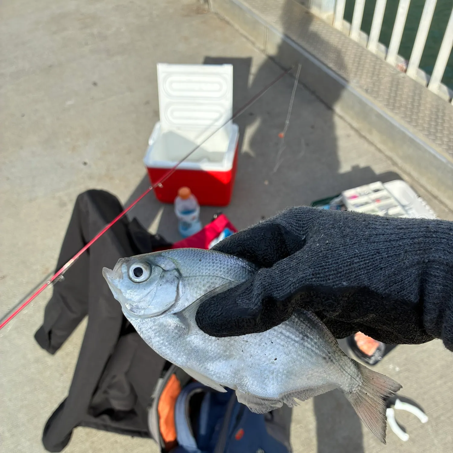 The most recent Silver surfperch catches on Fishbrain