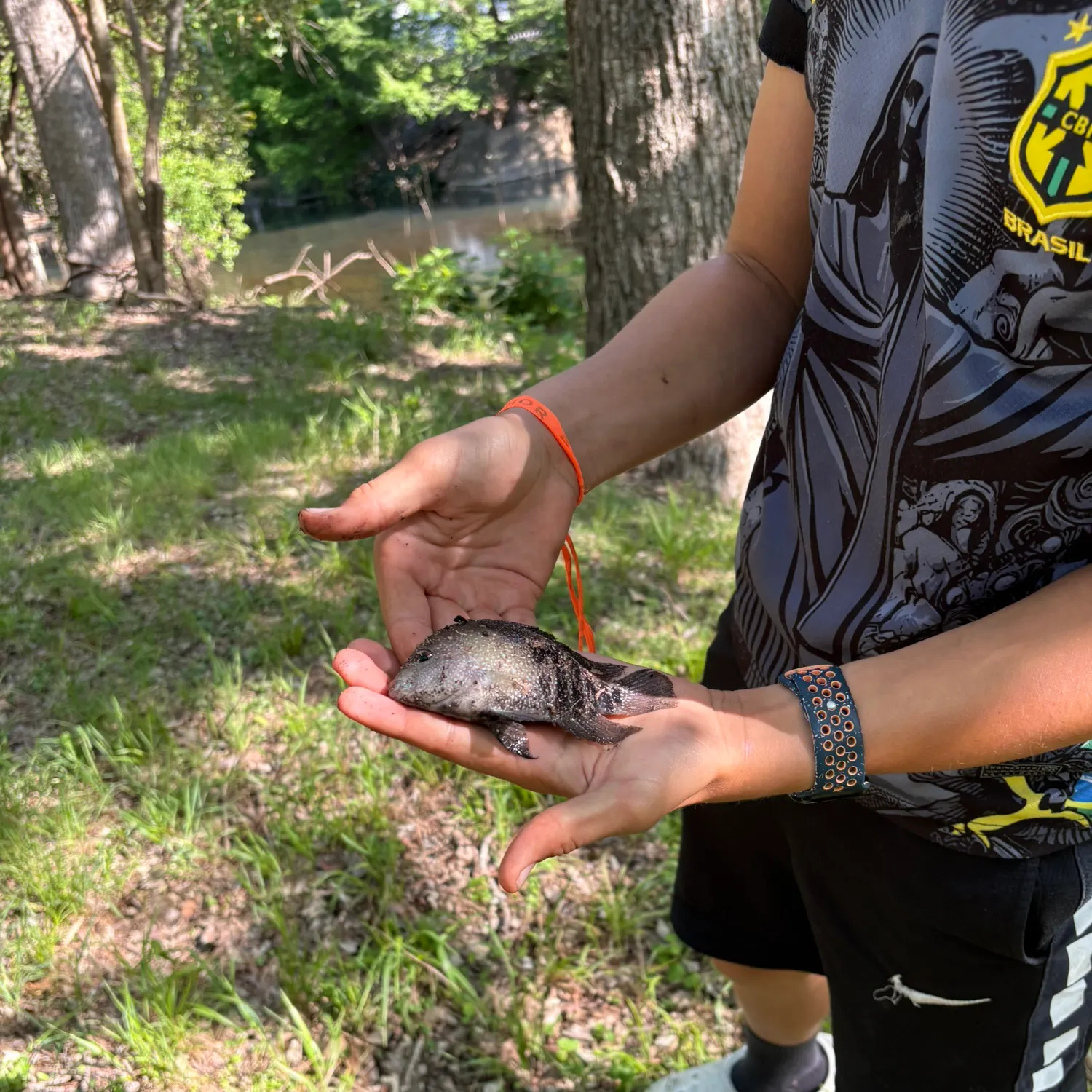 The most recent Rio Grande cichlid catches on Fishbrain