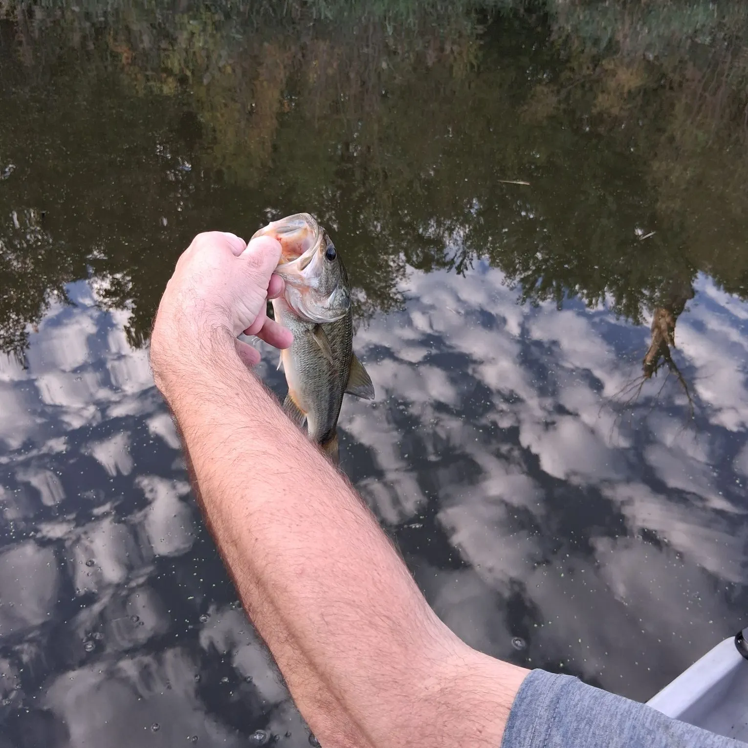 Fish caught on Fishbrain