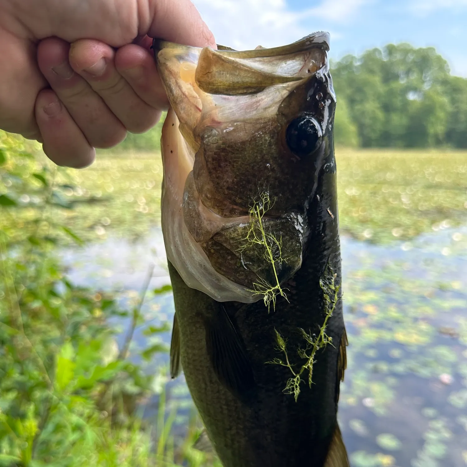 Largemouth bass caught on Fishbrain